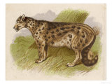 Buy Snow Leopard or Ounce at AllPosters.com