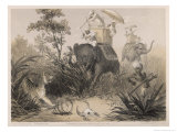 British in India Shooting a Tiger from Elephants