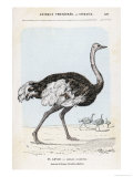 Buy Struthia Species at AllPosters.com