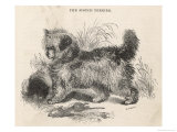 Buy The Scotch Terrier Eyes the Rat Doubtfully at AllPosters.com