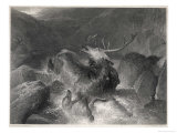 The Stag at Bay