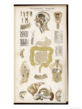 Buy Various Diagrams Depicting the Digestive Organs at AllPosters.com