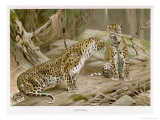 Two Leopards in the Wild