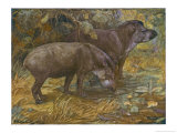 Buy Two American Tapir at AllPosters.com