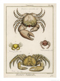 Buy Gecarcinus Anisochele and Other Crabs at AllPosters.com