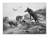 Feral Child Quarrelling with Wolf Cubs Over Food 5 of 5