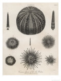 Buy Variety of Sea Urchins at AllPosters.com