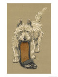 White Scots Terrier with a Black Slipper or Shoe