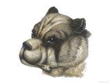 Buy Head with Cropped Ears at AllPosters.com