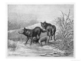 Feral Child Drinking with Wolf Cubs 3 of 5