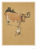 White Bulldog Approaches a Docile-Looking Cow in a Field