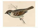 Tree Sparrow