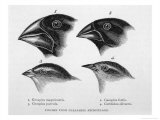 Finches from the Galapagos Islands Observed by Darwin