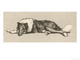 Collie Dog Relaxes
