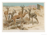 Dorcas Gazelles