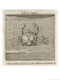 Buy Zodiac at AllPosters.com