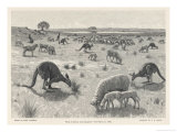 Buy Kangaroo Among Sheep on the Australian Plains at AllPosters.com