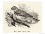 Buy Corn Bunting also Known as the Bunting Lark at AllPosters.com