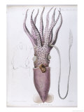 Buy Loligopsis Ocellata at AllPosters.com