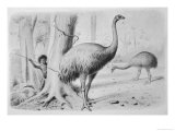 Buy Dinornis Giganteus (Giant Moa) is About to be Attacked by a Native New Zealander at AllPosters.com