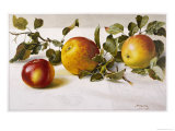 Buy Apples and a Bit of Foliage at AllPosters.com