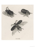 Buy Hercules Beetle, Scarabeus at AllPosters.com