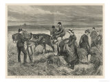 Buy Captain Boycott Harvests His Corn Crop Under Police Protection Despite Threats from the Land League at AllPosters.com