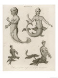 Buy Mermaids Exhibited in London in 1758 1775 and 1794 at AllPosters.com