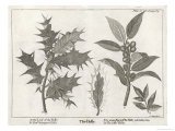 Buy Different Stages of Growth and Varieties of Holly at AllPosters.com