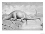 Buy Diplodocus CarnegII Which at 28 Metres Long was the Greatest Known Dinosaur at AllPosters.com