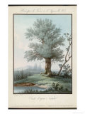 Buy Willow Tree at the Side of a Pond at AllPosters.com
