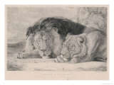 Buy Sleeping Lion and Lioness at AllPosters.com
