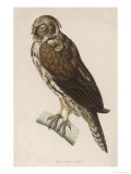 Buy Long-Eared Owl from Brazil at AllPosters.com