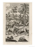 Buy Cattle Farming: Rival Bulls Battle for the Leadership of the Herd at AllPosters.com