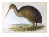 Buy Apteryx Australis (Shaw) from the South Island of New Zealand at AllPosters.com
