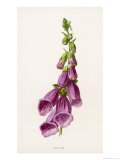 Buy Foxglove at AllPosters.com