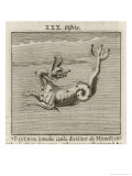 Buy The Constellation of Pistrix the Sea Monster at AllPosters.com