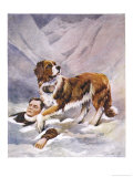 Saint Bernard Finds a Man Trapped in the Snow