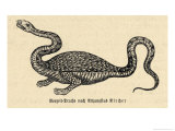 Buy Two-Legged Non-Flying Dragon Perceived as an Animal Species Rather Than an Otherworldly Monster at AllPosters.com