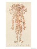 The Arteries of the Human Body