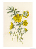 Buy Silverweed at AllPosters.com