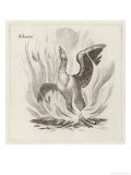 Buy Rising from the Flames at AllPosters.com