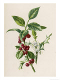 Buy Holly at AllPosters.com