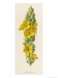 Buy Great Mullein at AllPosters.com