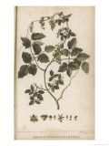 Buy Male Cotton Plant Found in Chile at AllPosters.com