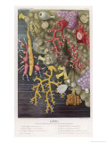 Buy Various Types of Colourful Coral at AllPosters.com