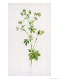 Buy Lady's Mantle at AllPosters.com