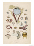 Buy Anatomy of the Eyes at AllPosters.com