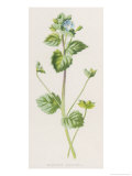 Buy Buxbaum's Speedwell Veronica BuxbaumII at AllPosters.com
