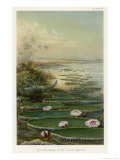 Buy Victoria Amazonica on the Amazon Brazil at AllPosters.com